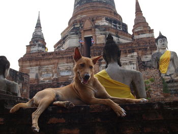 Stray dog resting on retaining wall against old temple