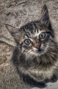 Close-up portrait of cat