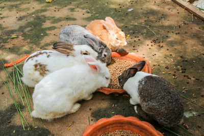 High angle view of ducks eating outdoors