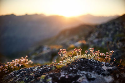 Close-up of moss on rock at sunset