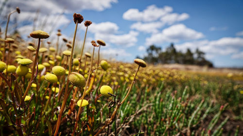 Close-up of flowering plants on field against sky