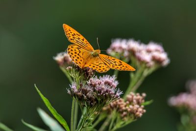 Close-up of butterfly pollinating on flower