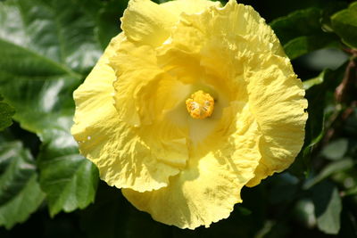 Macro shot of yellow flower