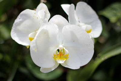 Close-up of white rose flower