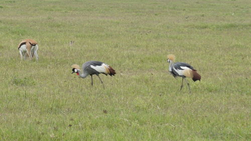 View of birds on grassy field