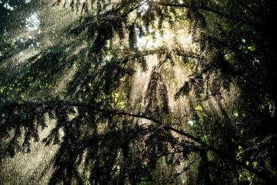 Low angle view of trees in forest