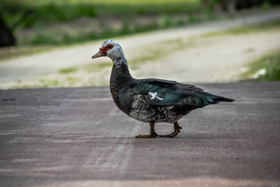 Close-up of bird