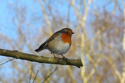 Low angle view of bird perching on branch