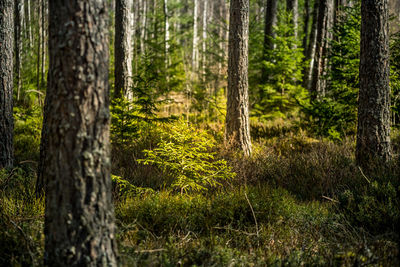 A beautiful pine tree forest scenery during spring in northern europe. tall pine trees.