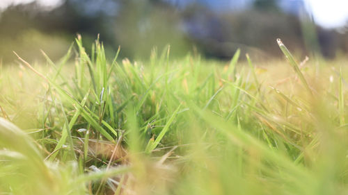 Close-up of fresh green grass in field