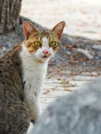 Close-up portrait of tabby cat