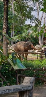 View of an animal against plants