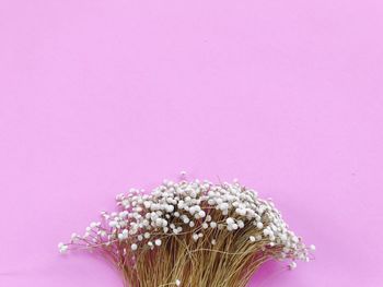 Close-up of pink flowering plant against purple background