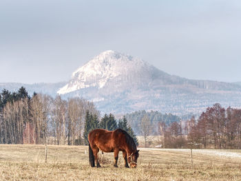 Horse standing on field against mountain range