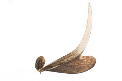 Close-up of dry leaf against white background