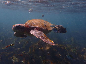 Close-up of turtle swimming in sea