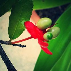 Close-up of red leaves