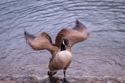 Canada  geese in a lake