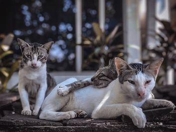 Portrait of cats sitting outdoors