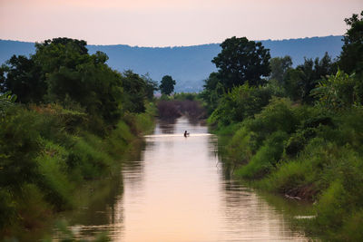 Scenic view of river amidst trees against sky