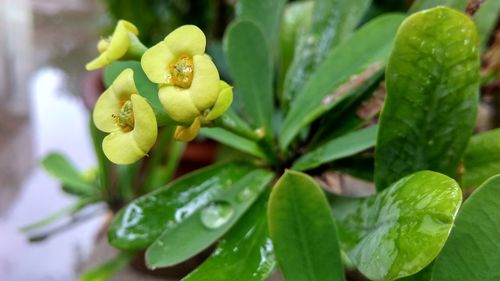 Close-up of yellow flowers