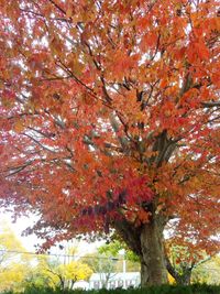 Low angle view of autumn trees