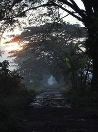 Road amidst trees in forest against sky