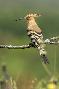 Close-up of bird perching on branch