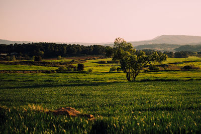 Scenic view of agricultural field against clear sky