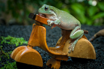 A cute little green frog riding a vintage wooden motorbike toy