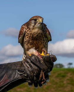 Close-up of owl perching against sky