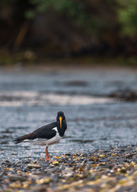 Side view of oystercatcher bird on beach