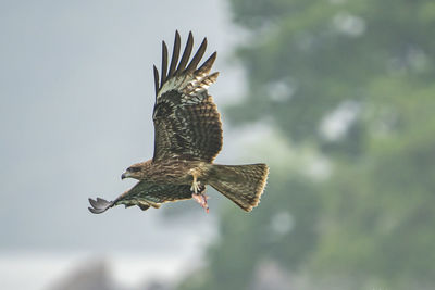 Low angle view of eagle flying