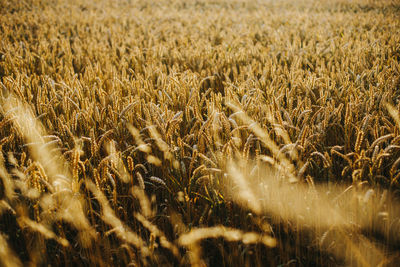 Close-up of wheat field