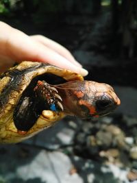 Close-up of hand holding shell