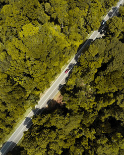 Aerial view of road amidst trees in forest