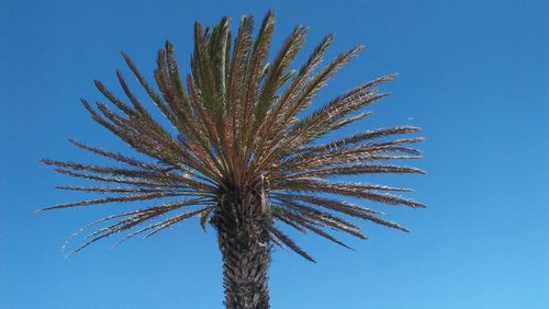 Low angle view of palm tree against clear blue sky