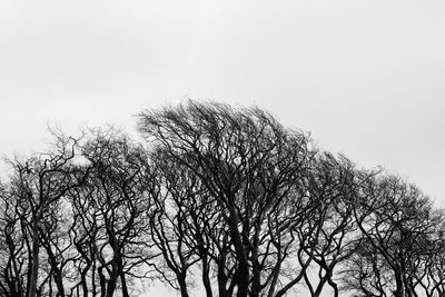 Low angle view of bare trees against clear sky