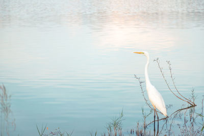 View of a bird in water