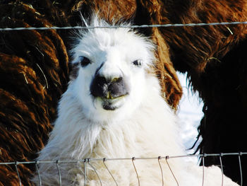 Portrait of white llama seen through fence