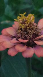 Close-up of pink flower