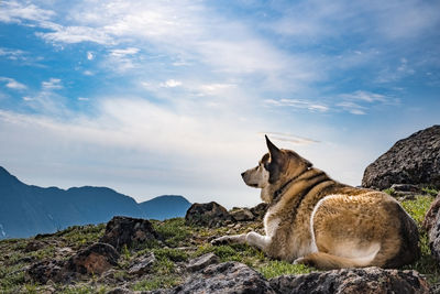 View of a dog on rock against sky