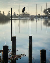Birds perching on wooden post in lake