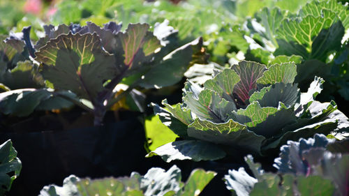 Close-up of fresh green plants