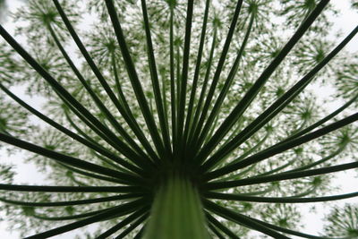 Directly below shot of umbelifer flowers