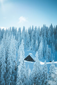 Snow covered pine trees in forest against sky