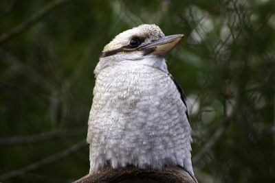 Close-up of bird perching on a tree