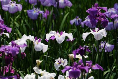 Close-up of purple flowering plants