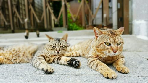 Brown cats relaxing on footpath