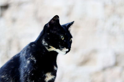 Black street cat - looking